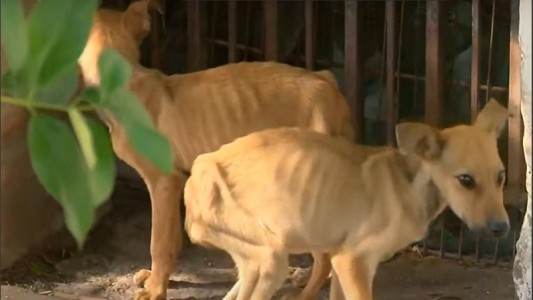 “Café” y “Capuccino” se recuperan en el Hospital Animal: están en adopción