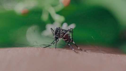Dengue en Rosario: se modificó el criterio para contabilizar casos