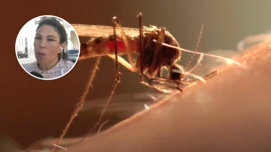 Dengue en Santa Fe: confirman la primera muerte del año y piden extremar los cuidados