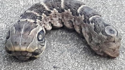 Encontró una extraña criatura en su patio y entró en pánico: “Nunca vi algo así”