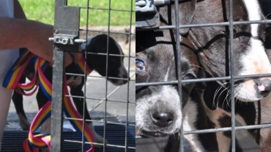 Rescataron dos cachorros abandonados en la zona sur de Rosario