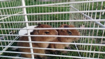 Rescatan crías de carpincho en una casa que vendía “milanesas de capibara”
