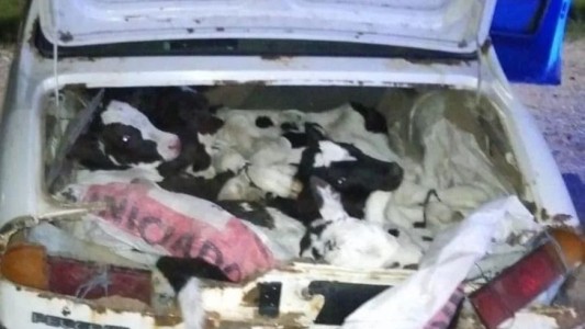 Llevaban ocho terneros en un auto y terminaron detenidos