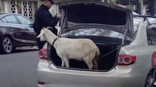 Rescataron a una cabra del baúl de un auto