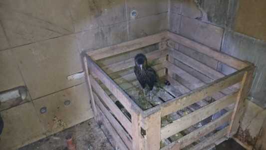 Un hombre fue detenido por provocar un incendio intencional y rescataron un águila del lugar