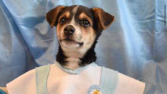 Realizarán un festival animalista por el Día de la Bandera