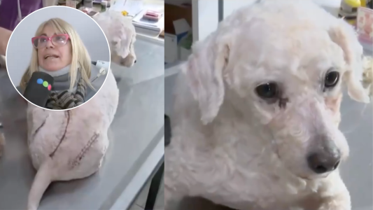 Maltrato animal y ayuda de rescatistas