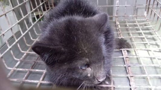 Encontraron a un gato montés en un tanque de agua: lo rescataron y evalúan su destino