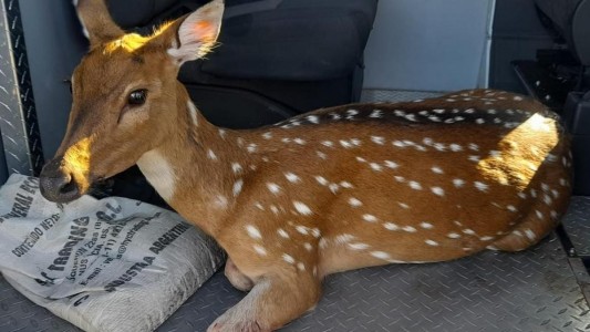 Rescatan a un ciervo herido en Villa Constitución y lo trasladan a una reserva en Rosario
