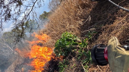 Incendio en el Bosque de los Constituyentes: Bomberos trabajan en la zona