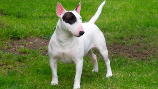 Un bull terrier mordió al hijo de su dueña: evalúan darlo en adopción