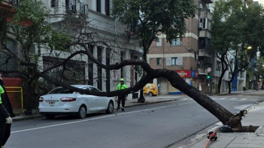 Un árbol de gran porte cayó sobre un auto detenido en el semáforo: tránsito cortado