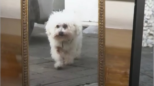 Desesperada búsqueda en Bella Vista: José y Betty buscan a Ámbar, su perrita de 16 años