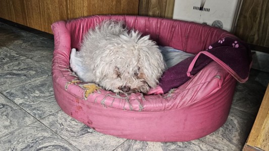 Volvió Ámbar: encontraron sana y salva a la perrita de 16 años