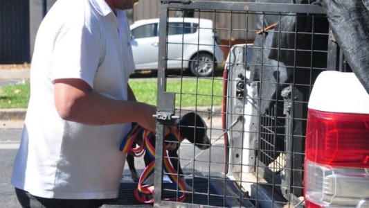 Maltrato animal en Rosario: en lo que va del año aumentaron un 25% los rescates