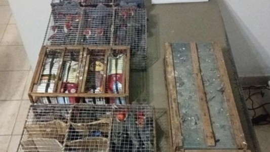 Rescatan más de cien aves silvestres traficadas en un colectivo en Santa Fe