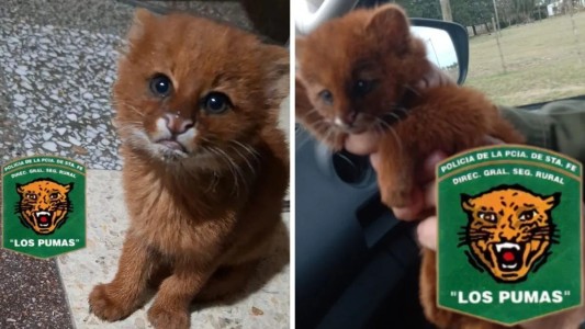 Inesperado visitante: un puma yaguarundí sorprendió a una familia en Santa Fe