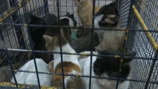 Tragedia en un refugio: incendio por una estufa dejó cinco gatitos muertos y varios heridos