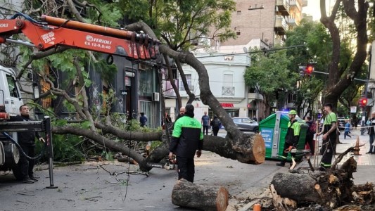 Un árbol se desplomó en pleno centro de Rosario y aplastó un auto estacionado