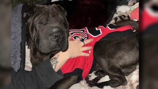 Buscan a Tyson, un perro Shar-Pei perdido en Villa Gobernador Gálvez