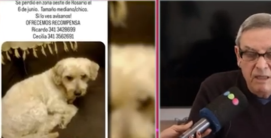 La búsqueda de Homero: un caniche perdido hace tres meses y el pedido desesperado de su dueño