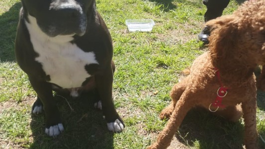 Rescataron a dos perros encerrados en un auto en el estacionamiento de un supermercado