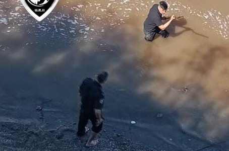 Rescate exitoso en el Saladillo: la Brigada Ecológica salvó a un perro que cayó al arroyo