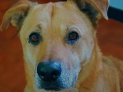 Mendoza al 4800: un cadete de delivery atropelló a Caco en la bicisenda y lo abandonó