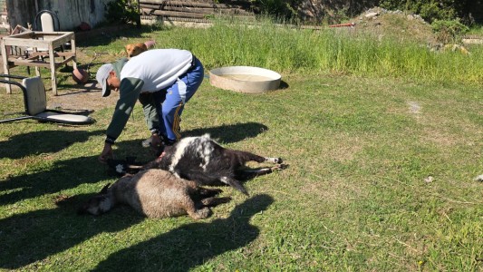 Encontraron dos cabras sin vida: apuntan a un posible ataque de un puma