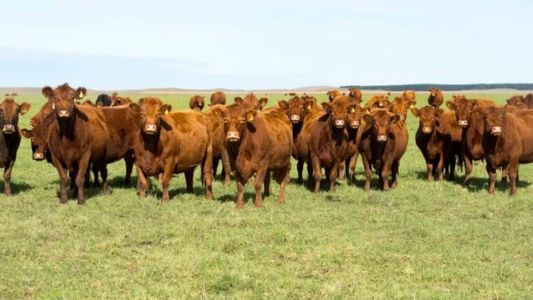 Córdoba lanza el “corral del Estado” para fortalecer trazabilidad y apoyo a pequeños ganaderos