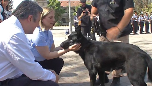 Despedida con honores: el perro policía Ron se jubiló tras ocho años de servicio en la PDI