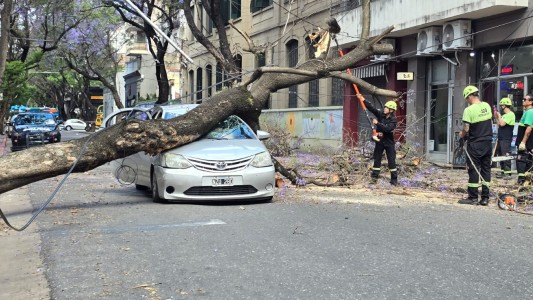 Un enorme árbol cayó sobre un auto en pleno centro