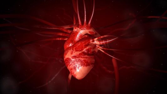El corazón humano puede disparar sangre hasta 9 metros: curiosidades de nuestro cuerpo