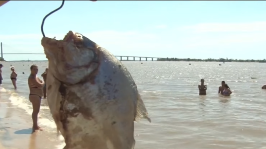 Ataque de palometas en Victoria: más de 40 personas asistidas y un bañista sufrió la amputación de un dedo