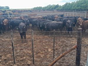 Imputaron a un hombre por el robo de 161 vacas al influencer rural “La Joya Agro”