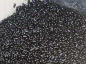 Invasión de cascarudos: especialistas advierten sobre desequilibrio ecológico