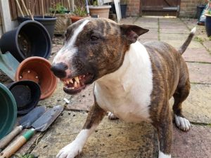 Puerto Madryn: un hombre murió desangrado tras intentar separar a sus perros