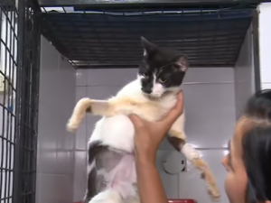 Del hacinamiento a la recuperación: el estado de salud de los gatitos rescatados