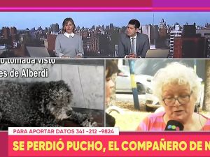 Buscan a Pucho en Rosario: una familia ofrece recompensa por su perro perdido