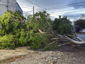 Un árbol gigante cayó de raíz y bloqueó el tránsito