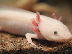 Animales que pueden regenerar partes de su cuerpo: los secretos que la ciencia estudia para aplicarlos en humanos