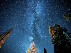 Hay más árboles que estrellas en la Vía Láctea: el dato científico que sorprende y qué revela sobre la Tierra