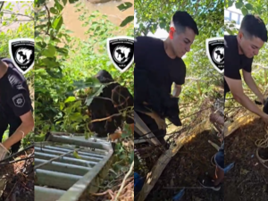 Una perrita fue rescatada tras caer diez metros de una barranca