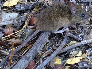 Preocupación por el hantavirus en el país: Santa Fe no experimentó una cifra alarmante de contagios