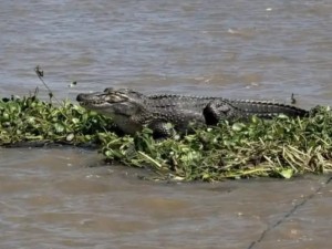 Apareció un yacaré sobre un camalote en aguas rosarinas