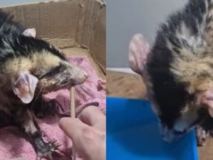 Tres comadrejas lastimadas se recuperan en Mundo Aparte