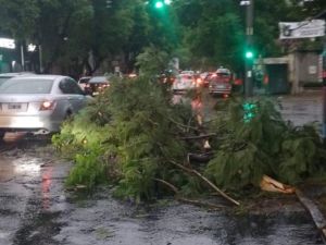 Temporal con ráfagas máximas de 102 km/h: más de 70 árboles cayeron en la ciudad