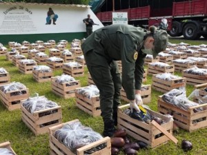 Gendarmería incautó más de 31 kilos de cocaína ocultos en cajones de berenjenas en Salta