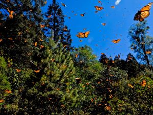 Mariposas: los insectos que “saborean” con sus patas