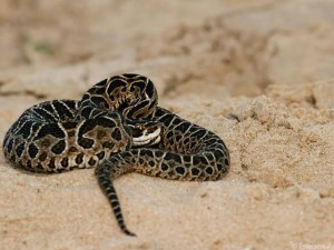 Cipolletti: murió un hombre tras ser mordido por una yarará